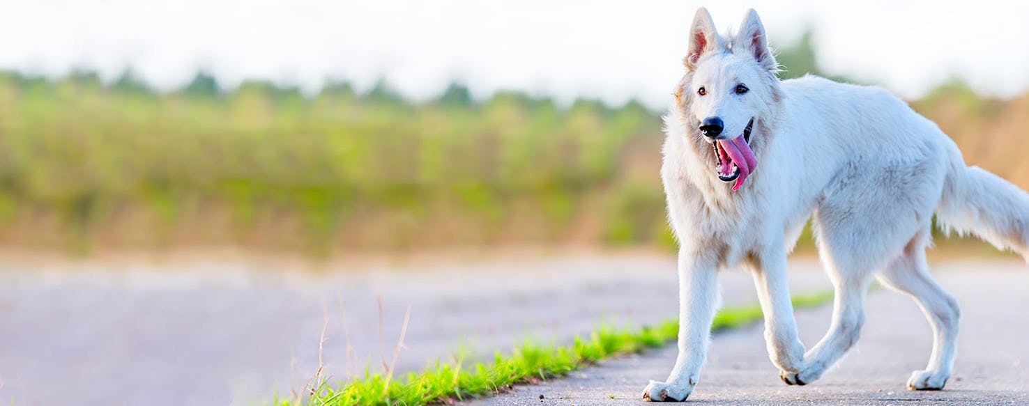 White german hot sale shepherd names boy